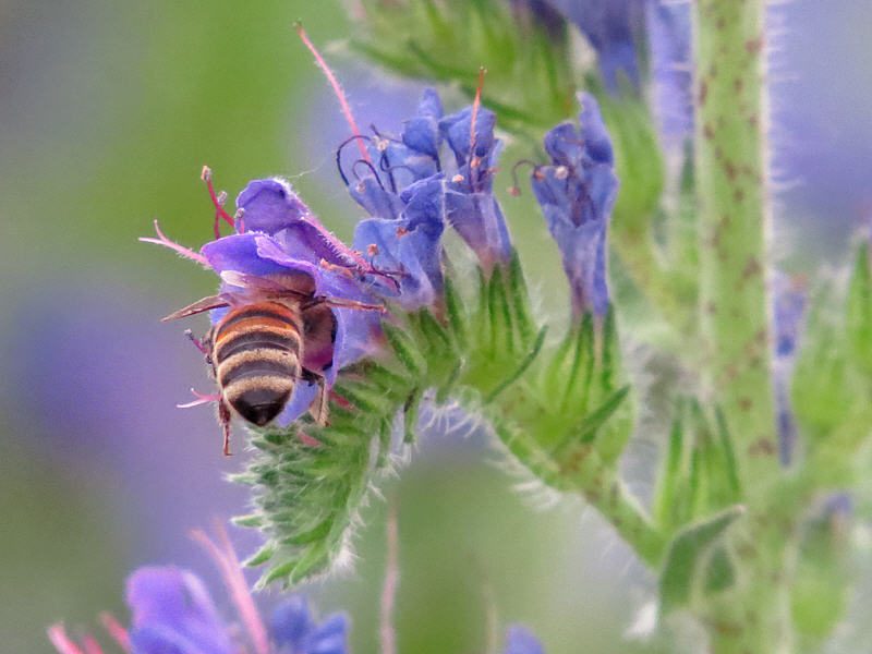 Смачний цілющий мед і неповторна краса – синяк звичайний